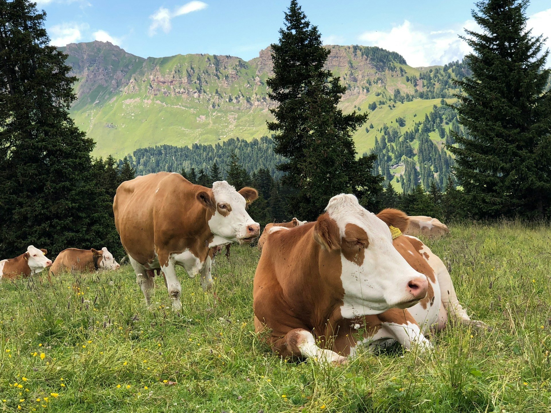 Cattle herd in a field